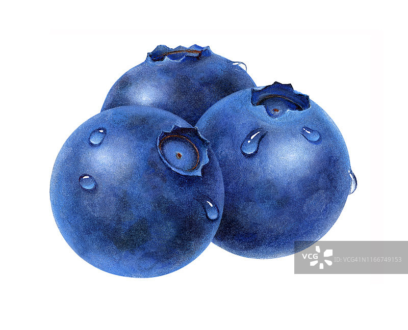 蓝莓湿图片素材