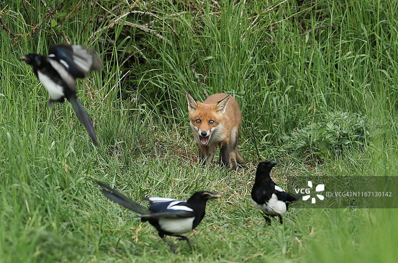 一只可爱的野生红狐幼崽(Vulpes Vulpes)站在其巢穴的入口处，这是一个幽默的镜头。它好奇地看着站在它面前的喜鹊。图片素材