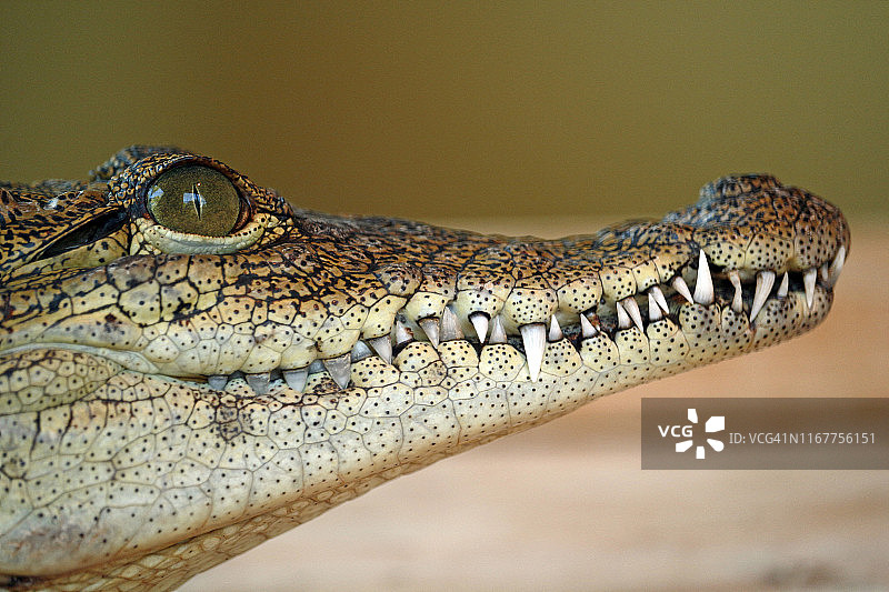 特写的一个尼罗河鳄鱼的颚(尼罗河鳄)。图片素材