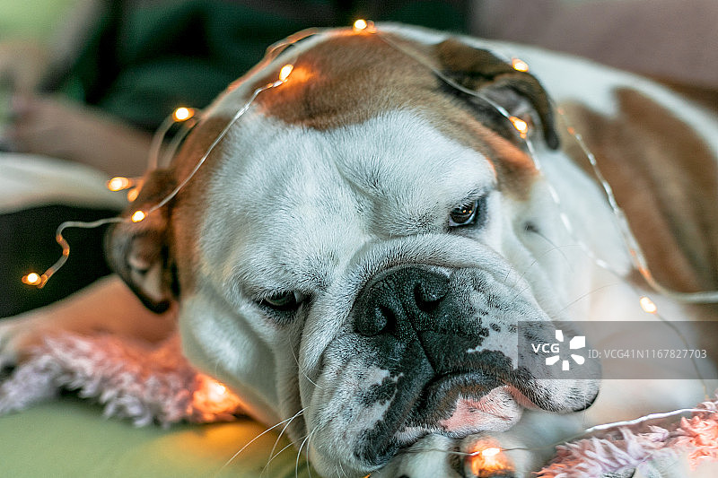 牛头犬被圣诞彩灯包裹着图片素材
