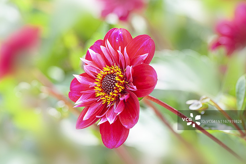 在柔和的阳光下，美丽的晚夏盛开的粉红色“科勒莱特”大丽花“Hoote Nanny”花的特写照片图片素材