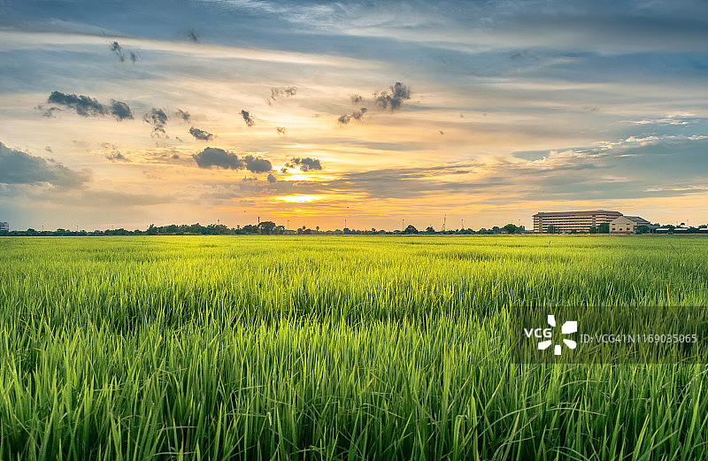 风景风景日落时，太阳照耀在稻田上图片素材