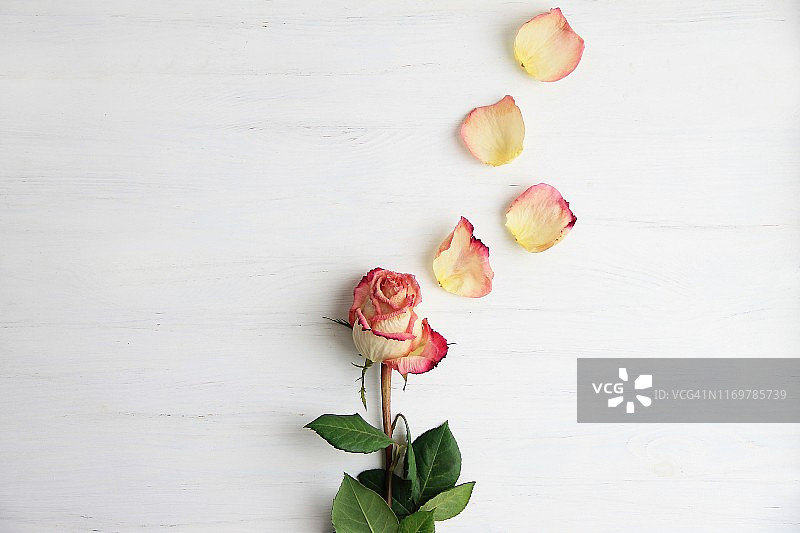 粉色玫瑰，玫瑰花瓣木制背景，俯视图，复制空间。图片素材