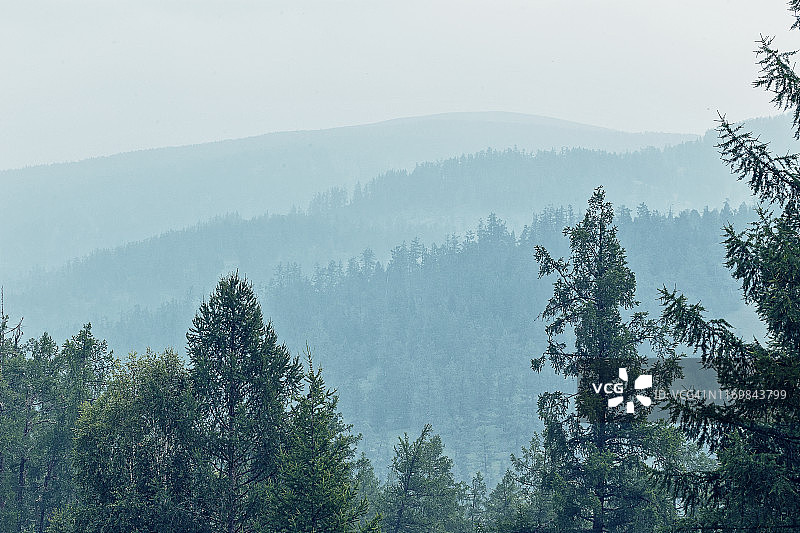 云杉森林，在云雾天气有山谷。阿尔泰、西伯利亚,俄罗斯图片素材