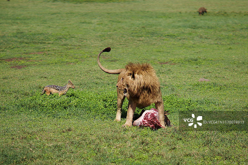 狮子吃水牛图片素材