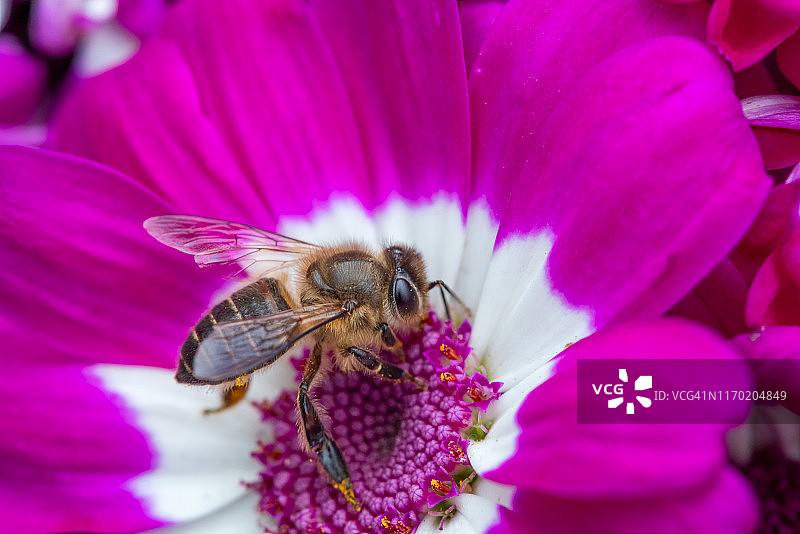 大黄蜂在紫色和白色的花上图片素材