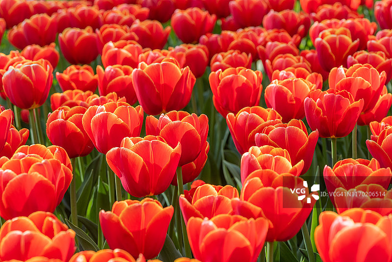 荷兰的红色郁金香花坛图片素材
