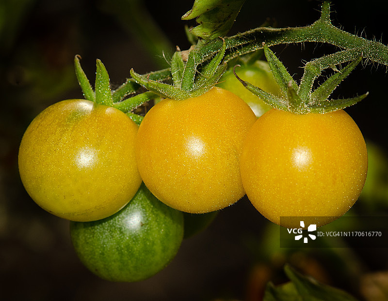菜园里的黄色樱桃番茄图片素材