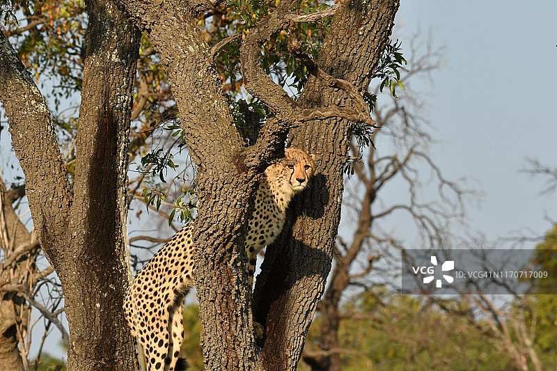 树上的野生小猎豹图片素材