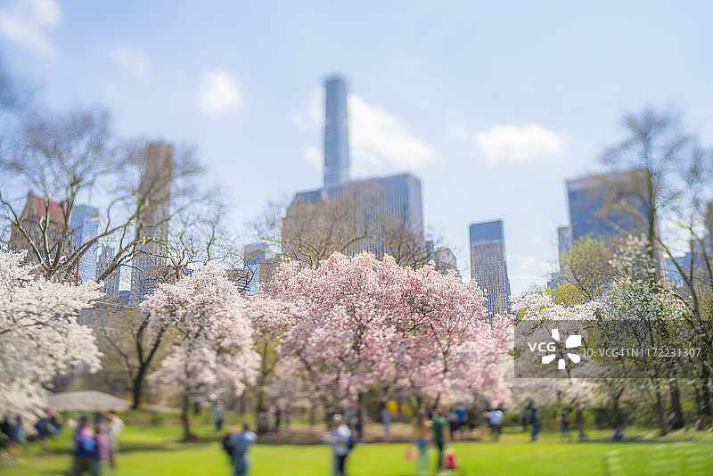 4月13日，在美国纽约市曼哈顿中城摩天大楼下的中央公园草坪上，盛开的樱花盛开。图片素材