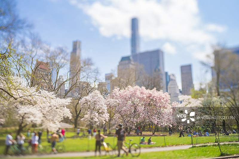 4月13日，在美国纽约市曼哈顿中城摩天大楼下的中央公园草坪上，盛开的樱花盛开。图片素材
