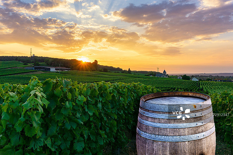 香槟葡萄园与老木桶排葡萄绿色葡萄在香槟葡萄园的背景在蒙太尼德兰斯图片素材
