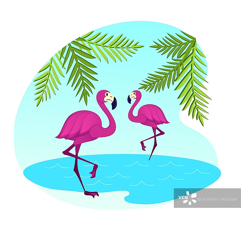 一对粉色火烈鸟站在水面上图片素材