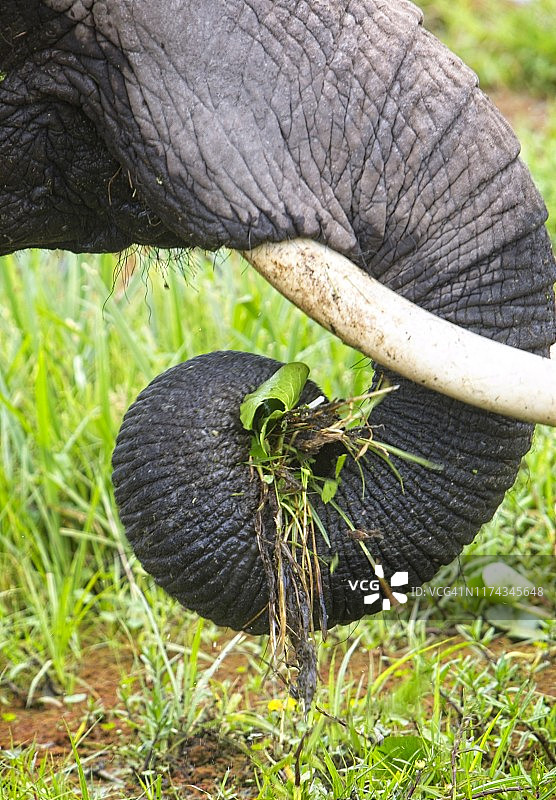 大象鼻子卷曲食物进嘴里的特写。肯尼亚安博塞利国家公园图片素材