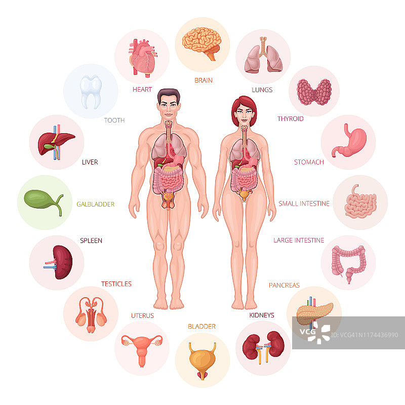 人体解剖和器官图解。图片素材
