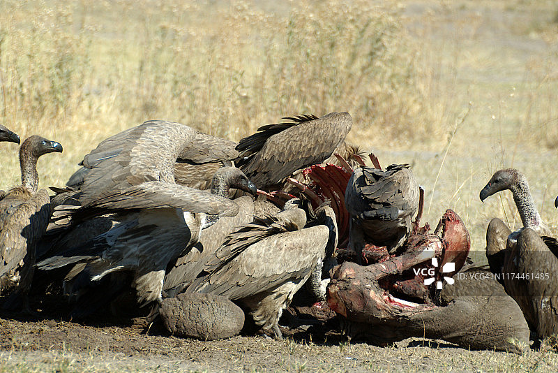 博茨瓦纳莫雷米国家公园，秃鹰正在啄食一头死象的尸体图片素材