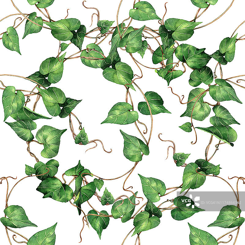 水彩画植物、绿叶、常春藤无缝图案在白色背景上。水彩手绘插图树，热带异国的叶子油漆墙纸，纺织夏天夏威夷阿罗哈风格。图片素材
