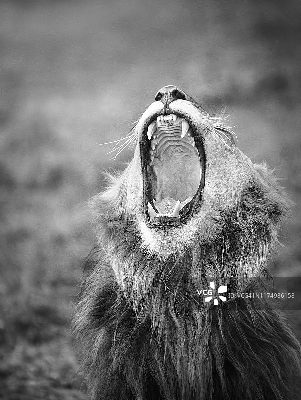肯尼亚马赛马拉，一只张开大嘴露出牙齿的雄狮图片素材
