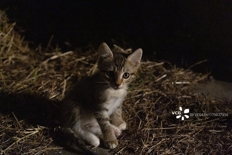 小猫未经驯养在庭院里的一所乡村别墅的夜晚，光线昏暗的景象。高ISO照片图片素材