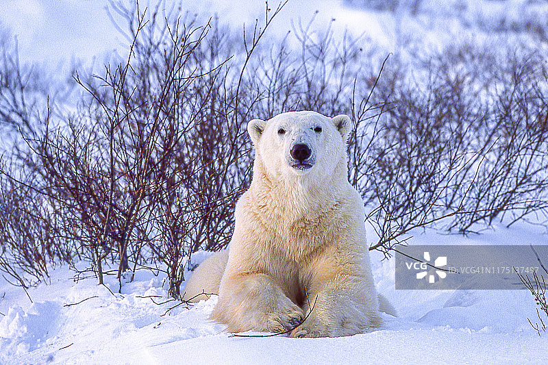 一只野生北极熊在丘吉尔柳树图片素材