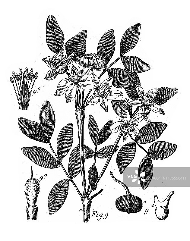 愈创木，多科栽培植物，多为雕花古插图，1851年出版图片素材