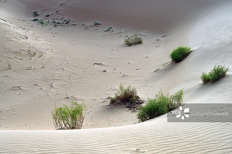 中国西部阿拉善沙丘上的植物图片素材