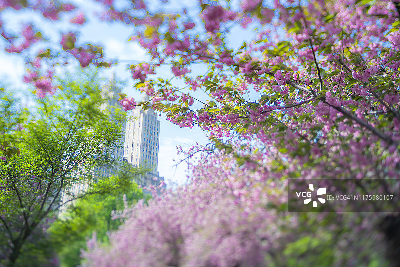 2019年5月2日，在美国纽约，圣雷莫塔矗立在中央公园历史区，身后是盛开的樱花和新鲜的绿叶。图片素材