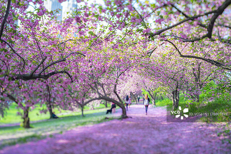 2019年5月2日，在美国纽约中央公园，一排排樱花树环绕着草坪。图片素材