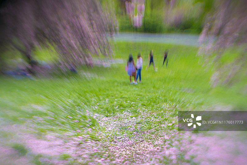 5月2日，在美国纽约中央公园，人们在樱花树旁的草坪上休息。图片素材