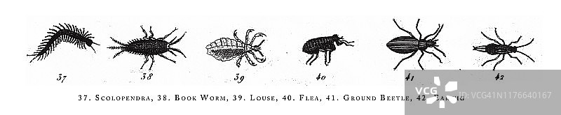 蜈蚣，书虫，虱子，跳蚤，地甲虫，蠼螋，动物种类分类，雕刻古董插图，1851年出版图片素材