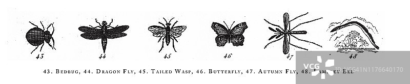 臭虫、蜻蜓、尾蜂、蝴蝶、秋蝇、七鳃鳗、动物种类分类、雕刻古董插图，1851年出版图片素材