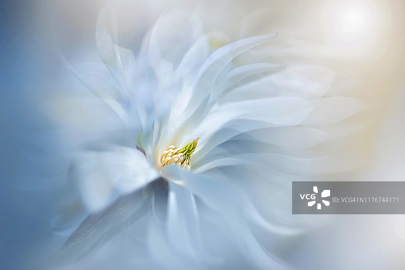特写，创意形象的美丽的春天开花，白色的玉兰星形花与浮动的花瓣图片素材
