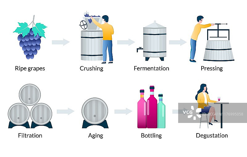 葡萄酒生产过程的步骤，矢量信息图图片素材