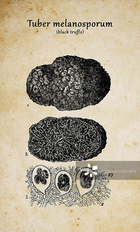 植物学植物仿古雕刻插图:黑孢块茎(黑松露)图片素材
