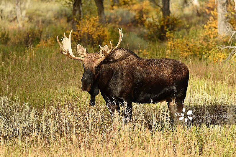 怀俄明州的公驼鹿图片素材