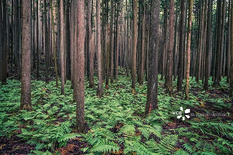 雪松林和蕨类植物群落图片素材