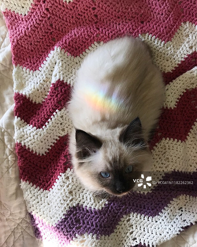 彩虹照在一只坐在钩针毯子上的布娃娃小猫上图片素材