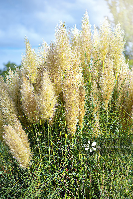美丽的夏季观赏草，俗称潘帕斯草图片素材