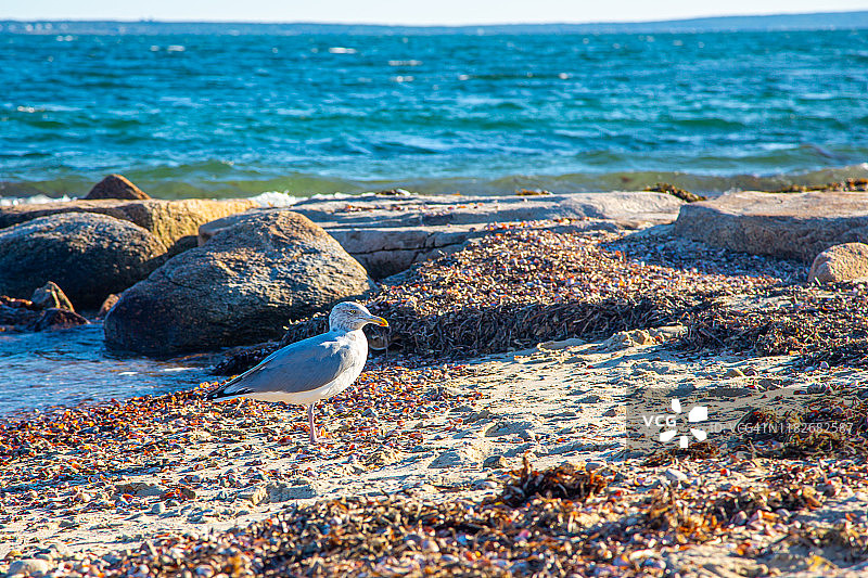 科德角海滩上孤独的海鸥图片素材