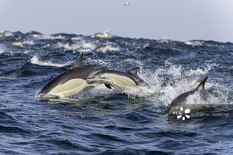 在南非东海岸的沙丁鱼之旅中，一群常见的大海豚。图片素材