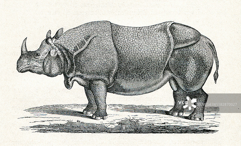 伟大的印度犀牛插图图片素材
