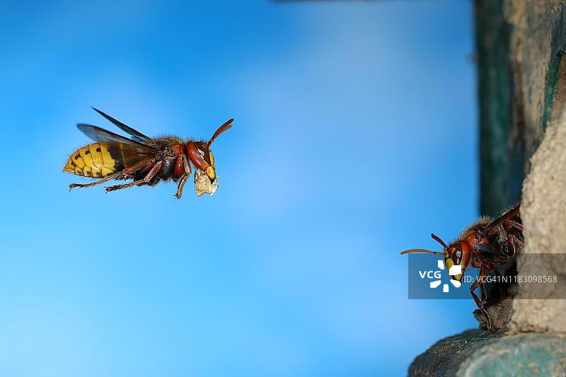 德国北莱茵-威斯特伐利亚州西格尔兰的一种欧洲大黄蜂(黄蜂)，工人带着建筑材料飞到巢穴，守卫站在入口处图片素材