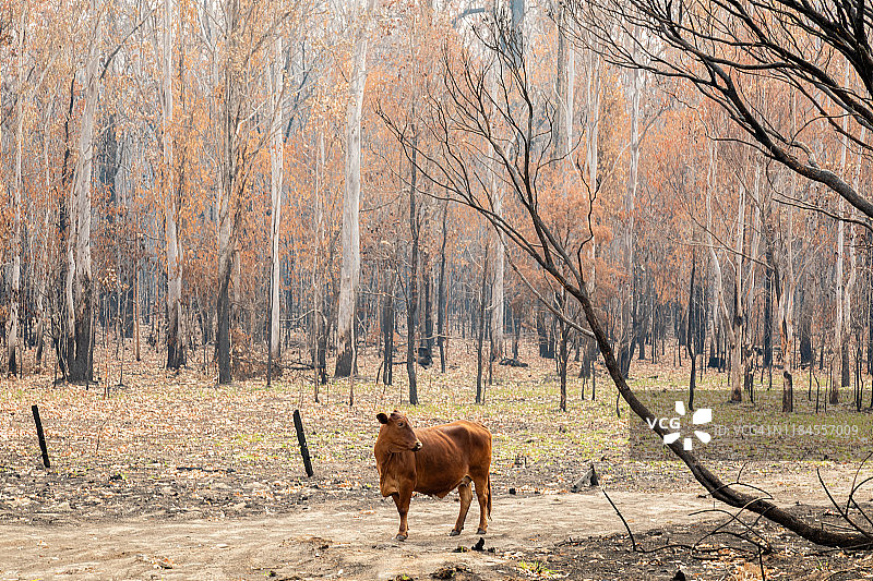 烧焦的桉树，烧焦的树干，烟雾缭绕，肉牛站在烧焦的牧场上图片素材