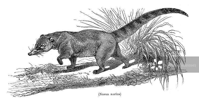 白鼻长鼻浣熊插图1896图片素材