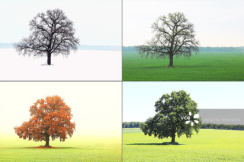 孤独的树在冬天没有叶子的雪，在春天没有叶子的草，在夏天有绿色的叶子，秋天有红黄色的叶子作为四季的象征图片素材