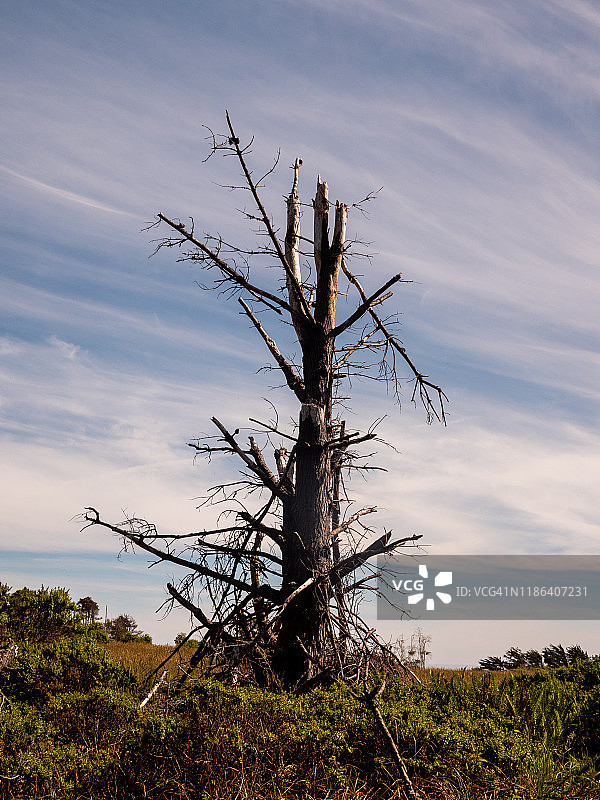 一棵高大的枯树，树枝折断，天空晴朗图片素材