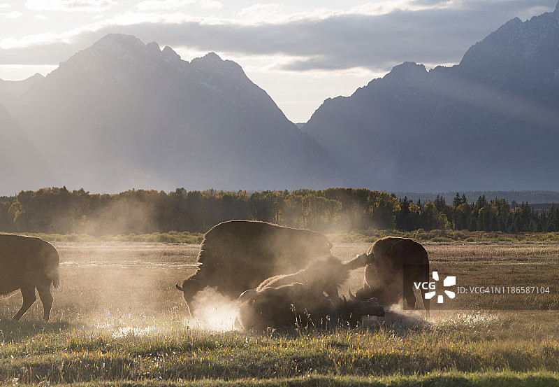 大提顿国家公园日落时的野牛图片素材