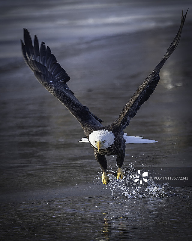 白头鹰在水上飞行和狩猎图片素材
