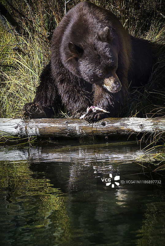美丽的黑熊和反映在泰勒溪，南太浩湖图片素材