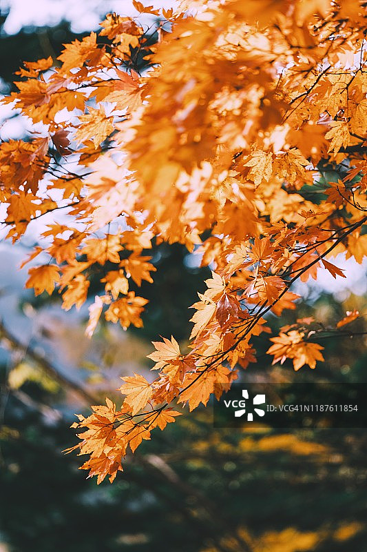 红枫树在阳光早晨在日本的秋天季节;日兴，日本。图片素材